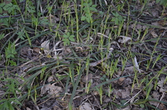 Carex pilosa