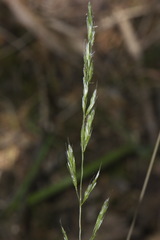 Trisetum lepidum
