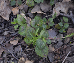Lamium galeobdolon