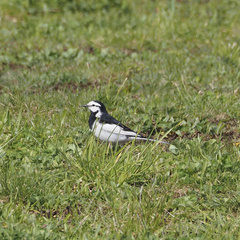Motacilla alba lugens