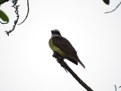 Pitangus sulphuratus