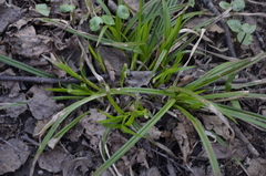 Carex sylvatica