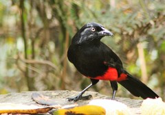 Hypopyrrhus pyrohypogaster