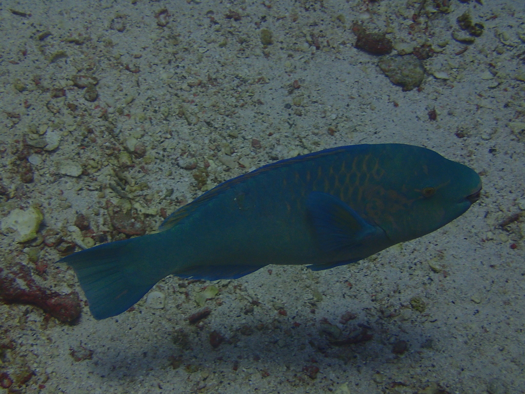 Azure Parrotfish