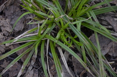 Carex sylvatica