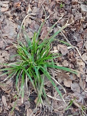 Carex sylvatica