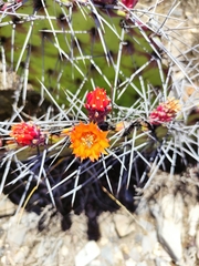 Opuntia stenopetala