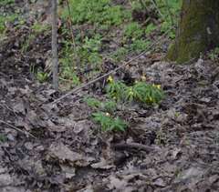 Anemonoides ranunculoides