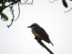 Pitangus sulphuratus
