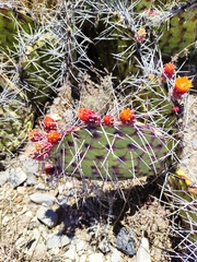 Opuntia stenopetala