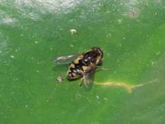 Parhelophilus rex