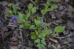 Pulmonaria obscura