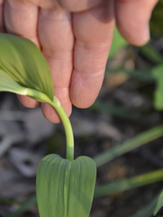 Polygonatum multiflorum