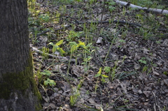 Polygonatum multiflorum