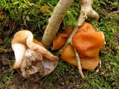 Gyromitra korfii