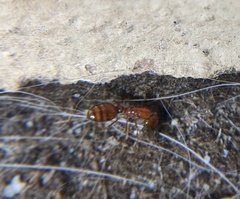 Solenopsis amblychila