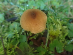 Entoloma aromaticum