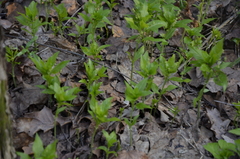 Mercurialis perennis