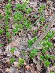 Mercurialis perennis