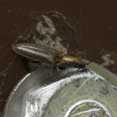 Gambrinus fulvipilis