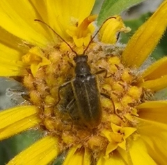 Cortodera