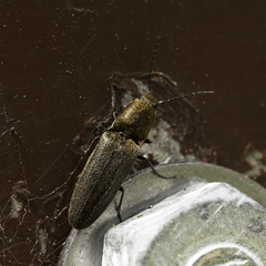 Gambrinus fulvipilis