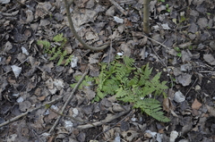 Dryopteris carthusiana