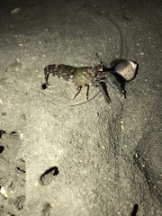 Alpheus novaezealandiae