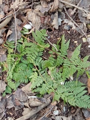 Dryopteris carthusiana