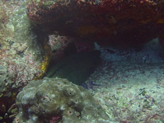 Gymnothorax castaneus