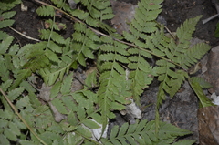 Dryopteris carthusiana