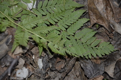 Dryopteris carthusiana