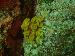 Tubastraea