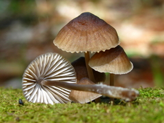 Mycena alcalina
