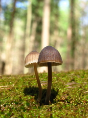 Mycena alcalina