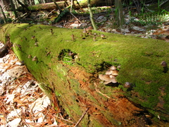 Mycena alcalina