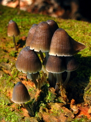 Mycena alcalina