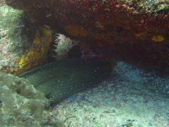 Gymnothorax castaneus