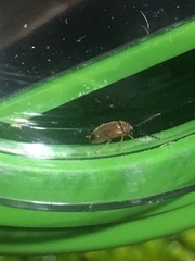 Coleoptera