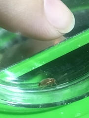 Coleoptera