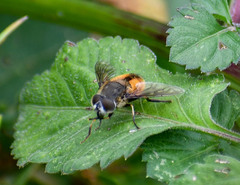 Eristalis bogotensis