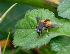 Eristalis bogotensis