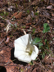 Calystegia collina oxyphylla