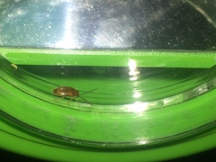 Coleoptera