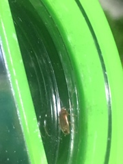 Coleoptera