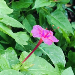 Mirabilis jalapa
