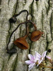 Dumontinia tuberosa