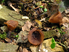 Dumontinia tuberosa