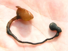 Dumontinia tuberosa