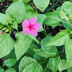 Mirabilis jalapa